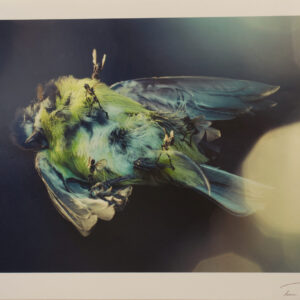 « Amon Tobin : L’Oiseau Dévoré » Photographie originale Tessa Farmer 2011 Royaume-Uni