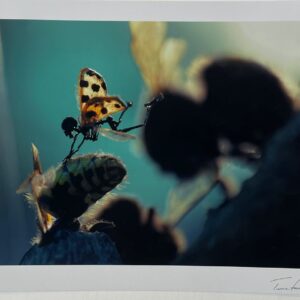 Photographie ISAM - Amon Tobin et Tessa Farmer