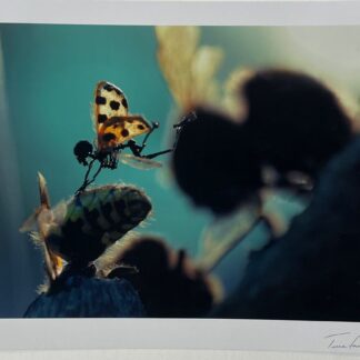Photographie ISAM - Amon Tobin et Tessa Farmer