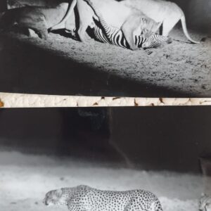 Photographies archives - La griffe et la dent