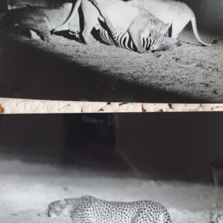 Photographies archives - La griffe et la dent